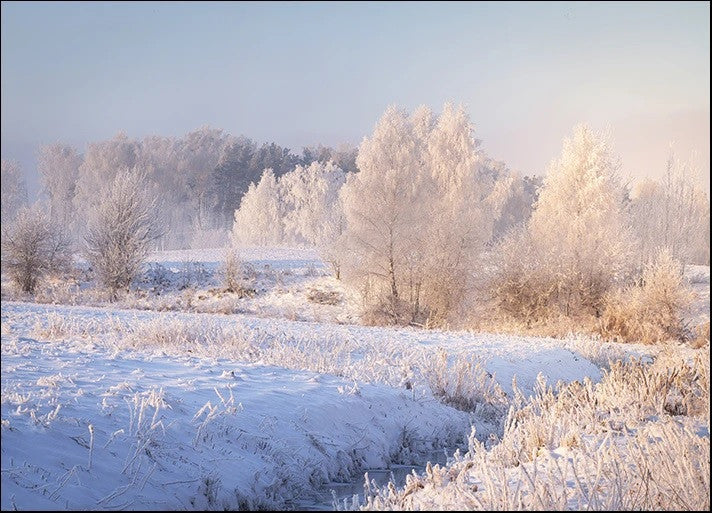 White Winter Forest Wall Print