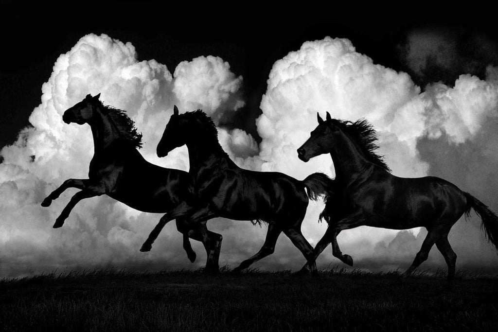 Wild Horses Wall Art Print