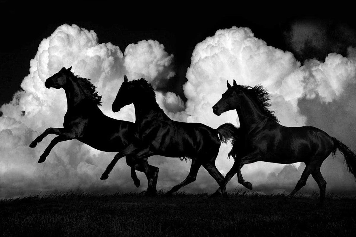 Wild Horses Wall Art Print