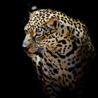 Wild Leopard Wall Art Print