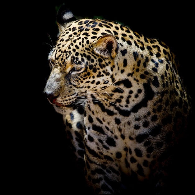 Wild Leopard Wall Art Print