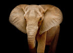 Wildlife Elephant Wall Art Print