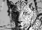 Wildlife Leopard Wall Art Print