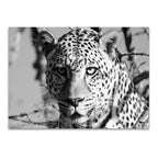 Wildlife Leopard Wall Art Print