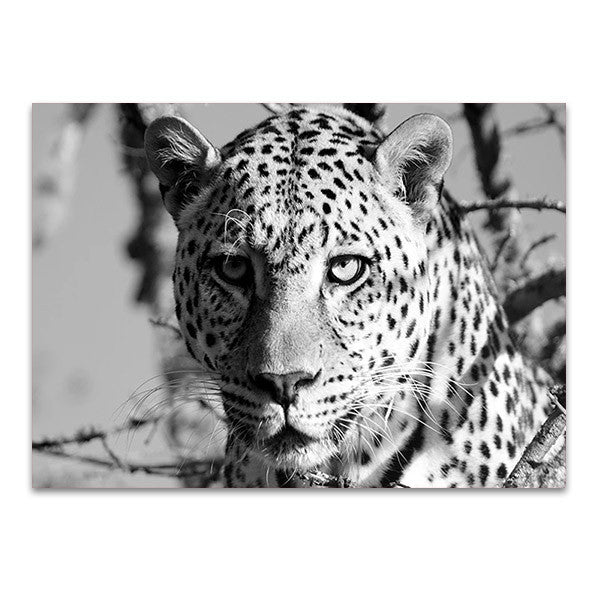 Wildlife Leopard Wall Art Print