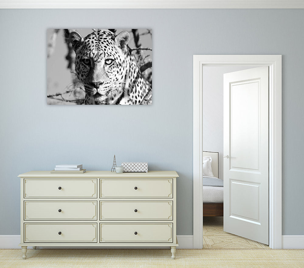 Wildlife Leopard Wall Art Print on the wall