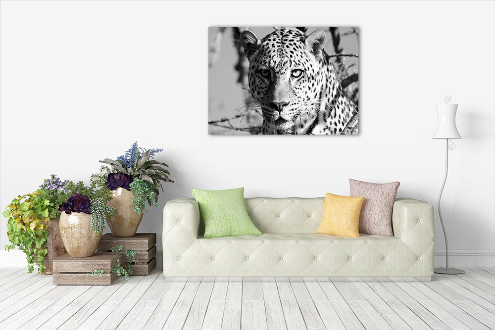 Wildlife Leopard Wall Art Print on the wall