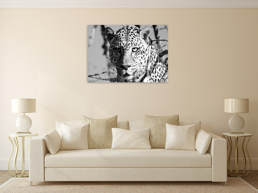 Wildlife Leopard Wall Art Print on the wall