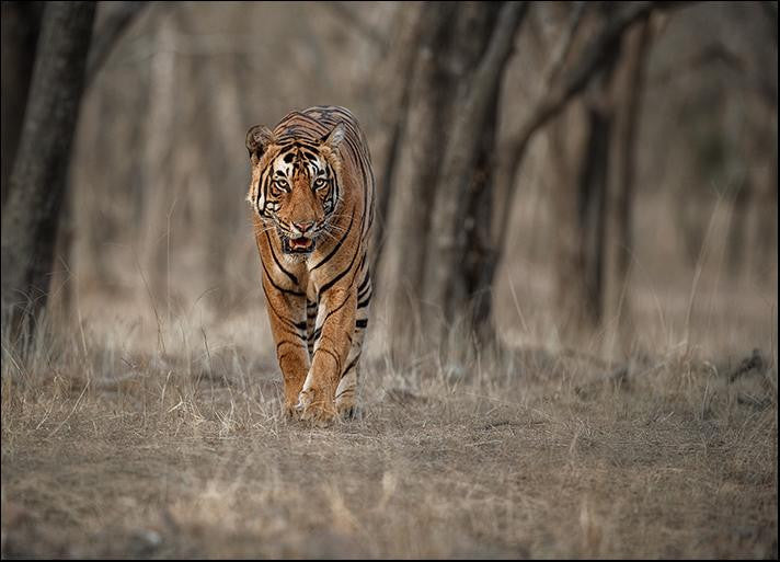 Wildlife Tiger Wall Art Print 