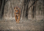 Wildlife Tiger Wall Art Print 