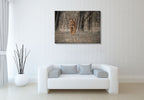 Wildlife Tiger Wall Art Print on the wall