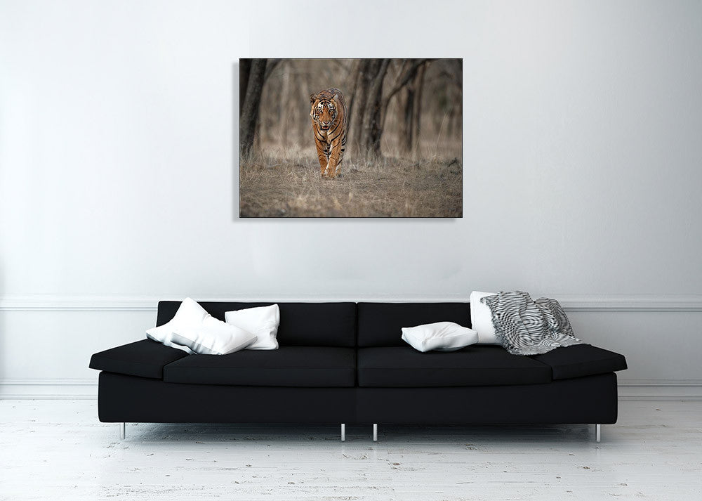 Wildlife Tiger Wall Art Print on the wall