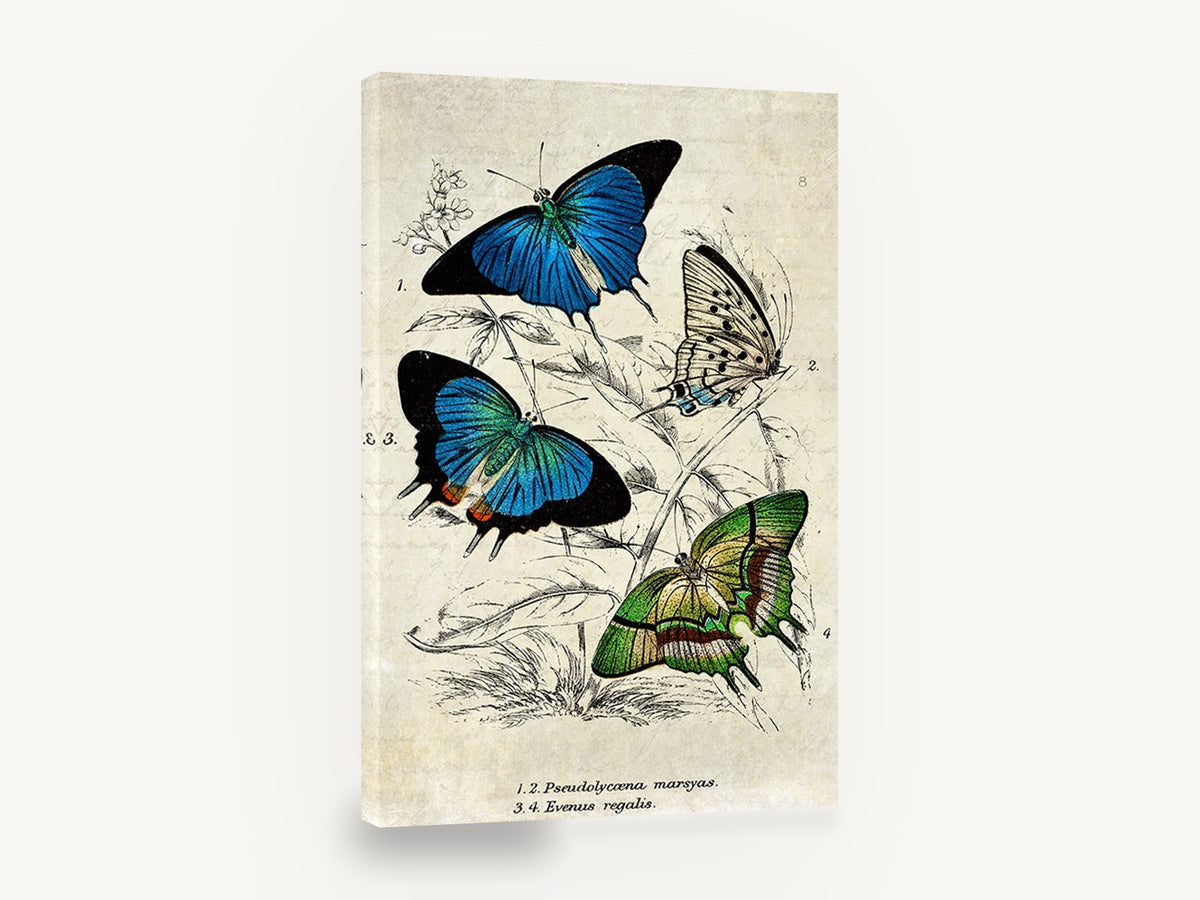Blue and Green Butterfly Study, vintage butterfly illustration, animal canvas wall art print ready to hang
