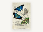 Blue and Green Butterfly Study, vintage butterfly illustration, animal canvas wall art print, front view