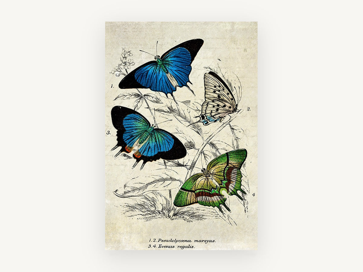 Blue and Green Butterfly Study, vintage butterfly illustration, animal canvas wall art print, front view