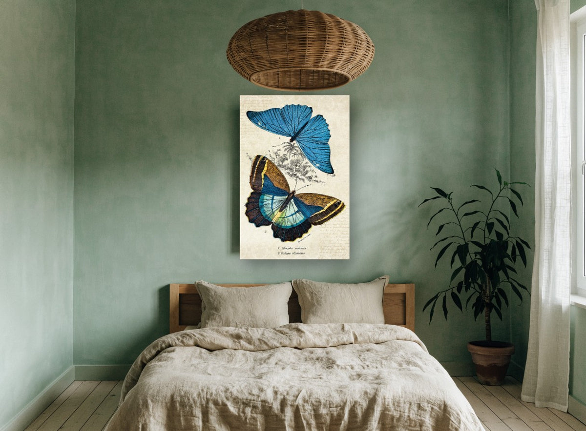 Blue Morpho Specimen Pair animal canvas print on the wall of a bedroom