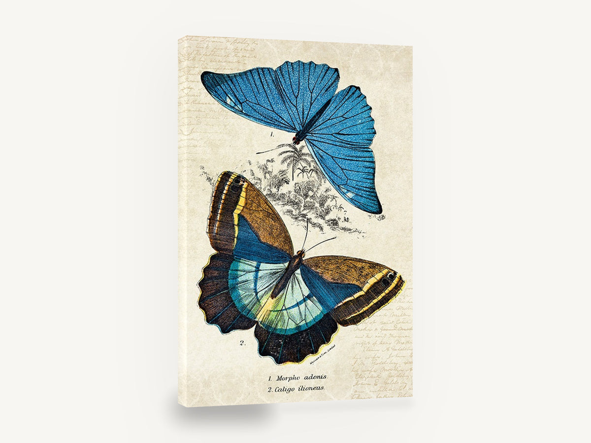 Blue Morpho Specimen Pair, vintage butterfly specimen illustration, animal canvas wall art print ready to hang