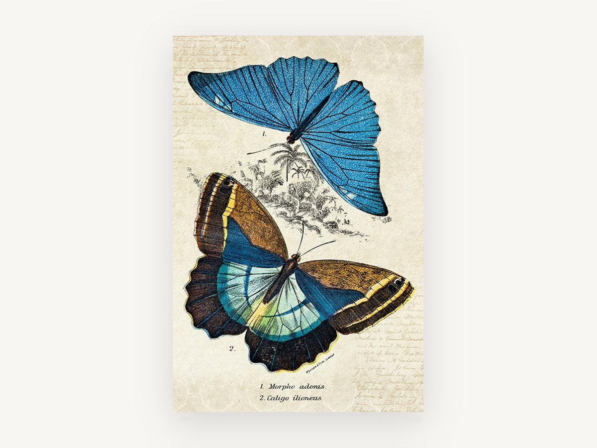 Blue Morpho Specimen Pair, vintage butterfly specimen illustration, animal canvas wall art print, front view