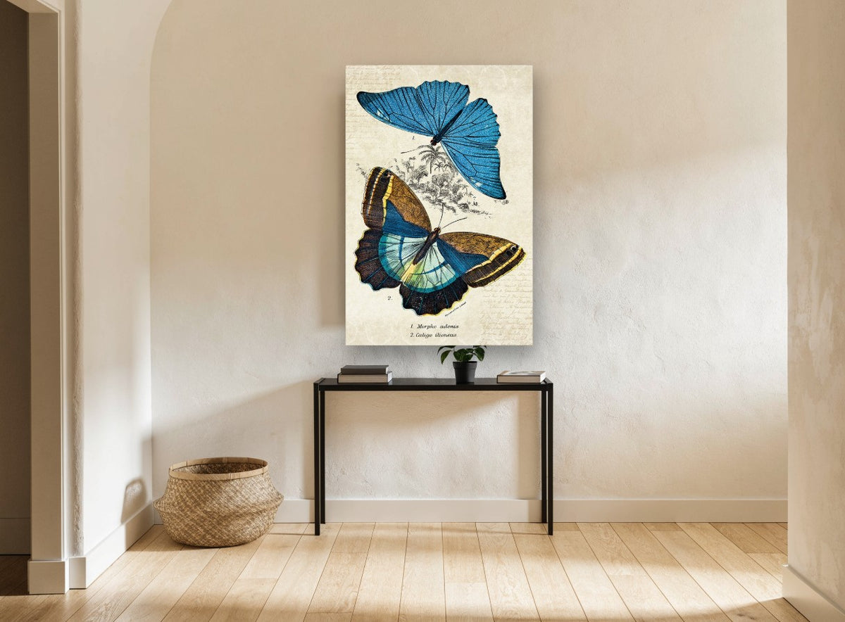 Blue Morpho Specimen Pair animal canvas print on the wall of a hallway