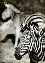 Zebras Wall Art Print