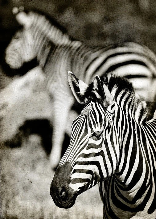 Zebras Wall Art Print