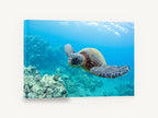 Turtle Over the Reef, green sea turtle underwater photograph, coastal canvas wall art print ready to hang