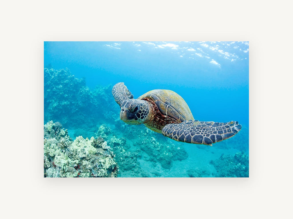 Turtle Over the Reef, coastal canvas wall art print, front view