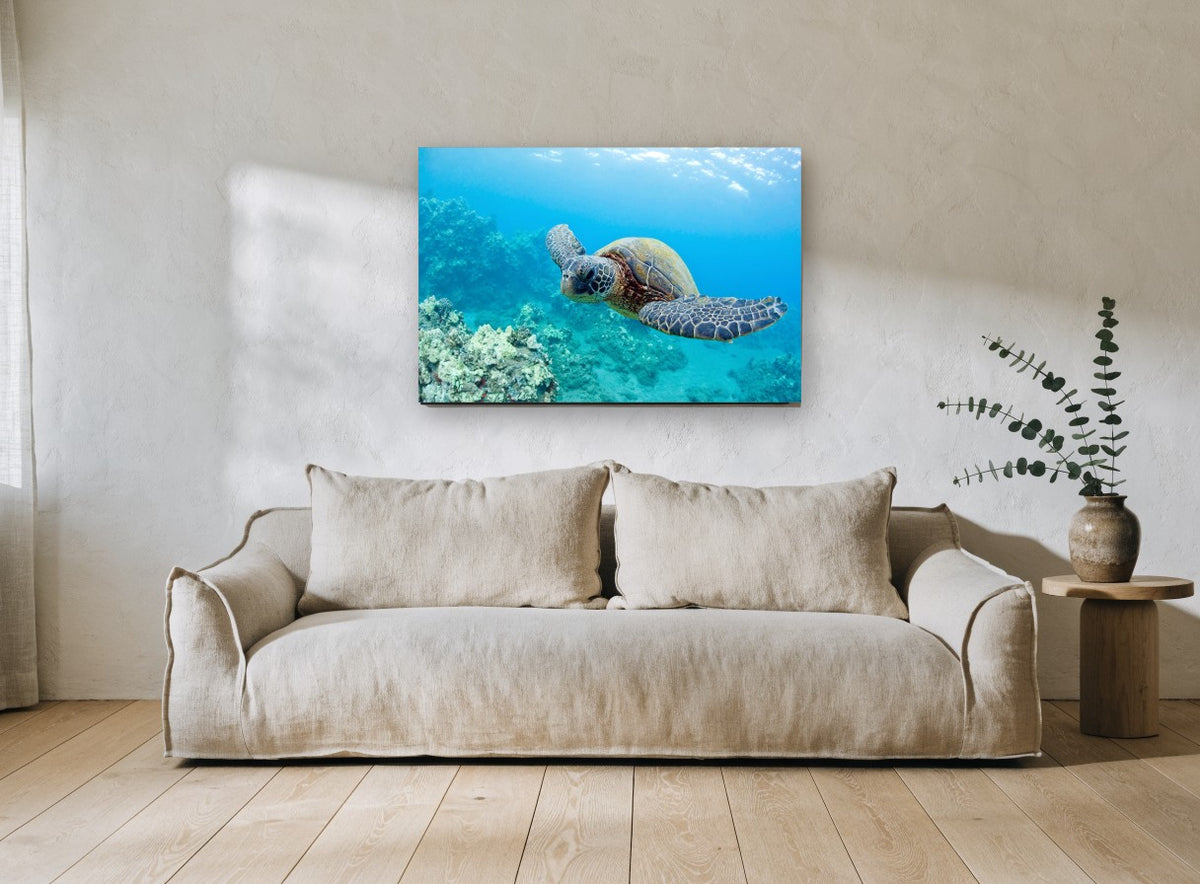 Turtle Over the Reef coastal canvas print on the wall of a living room