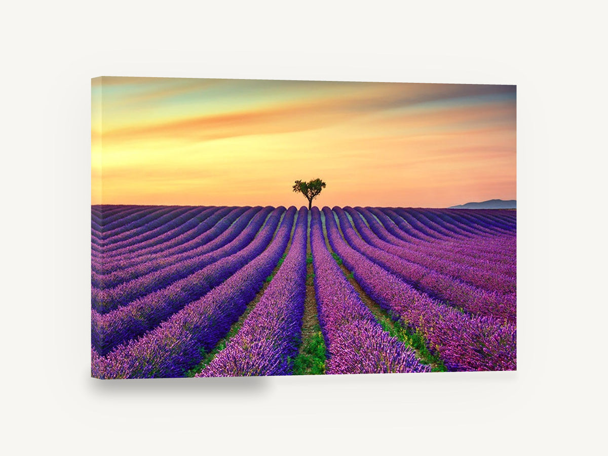 Lavender Rows at Dusk, lavender field sunset tree photograph, landscape canvas wall art print ready to hang