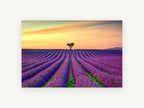 Lavender Rows at Dusk, lavender field sunset tree photograph, landscape canvas wall art print, front view