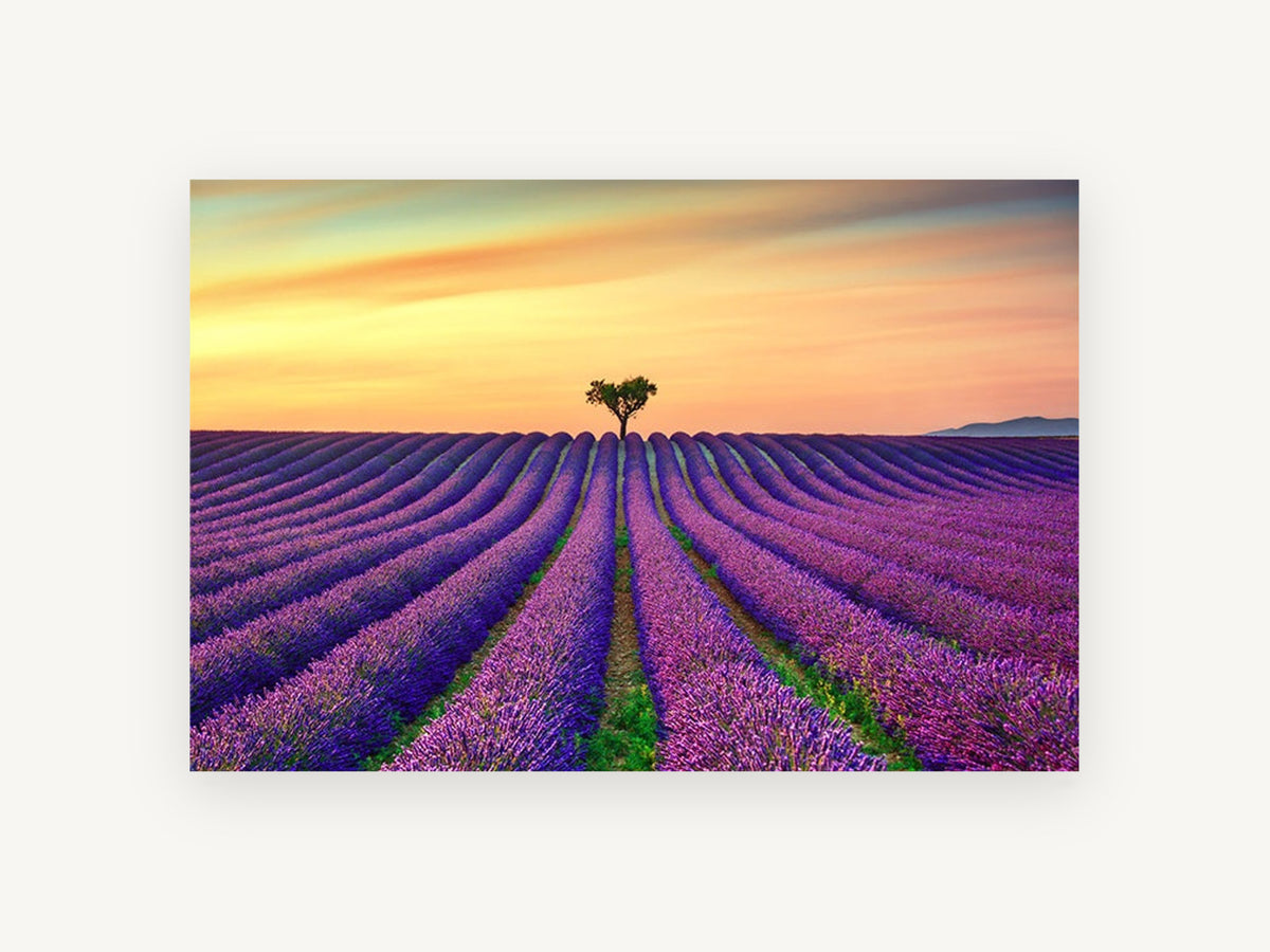 Lavender Rows at Dusk, lavender field sunset tree photograph, landscape canvas wall art print, front view