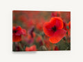 Red Poppy Field Glow, red poppy field photograph, floral canvas wall art print ready to hang