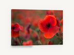 Red Poppy Field Glow, red poppy field photograph, floral canvas wall art print ready to hang