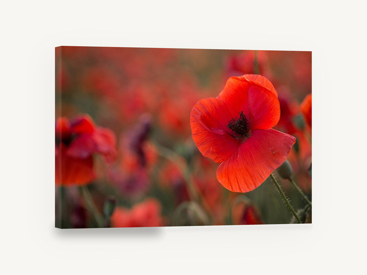 Red Poppy Field Glow, red poppy field photograph, floral canvas wall art print ready to hang