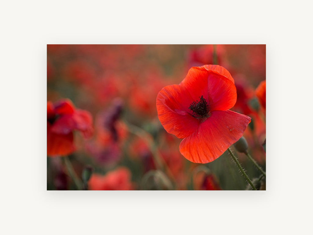 Red Poppy Field Glow, floral canvas wall art print, front view