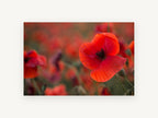 Red Poppy Field Glow, floral canvas wall art print, front view