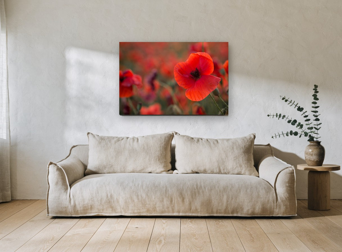 Red Poppy Field Glow floral canvas print on the wall of a living room