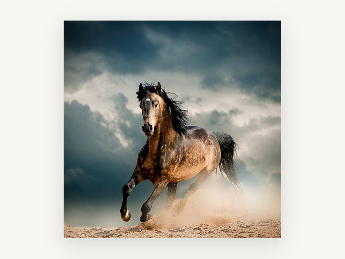 Dust Storm Gallop, dapple horse galloping photograph, animal canvas wall art print, front view