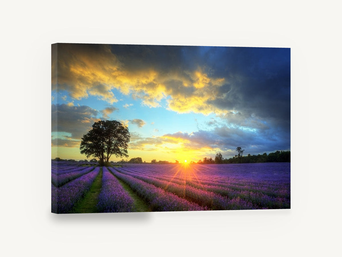 Lavender Field Sunset, lavender field sunset landscape photograph, floral canvas wall art print ready to hang