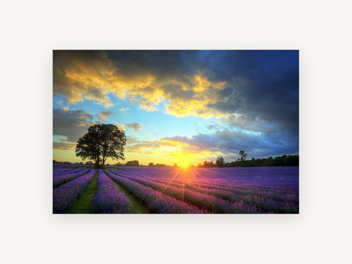 Lavender Field Sunset, floral canvas wall art print, front view