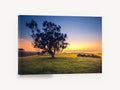 Gum Tree at Dawn, lone gum tree sunrise photograph, landscape canvas wall art print ready to hang