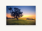 Gum Tree at Dawn, lone gum tree sunrise photograph, landscape canvas wall art print, front view