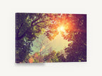Sunburst Through Canopy, sunlit tree canopy looking up photograph, landscape canvas wall art print ready to hang