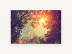 Sunburst Through Canopy, sunlit tree canopy looking up photograph, landscape canvas wall art print, front view