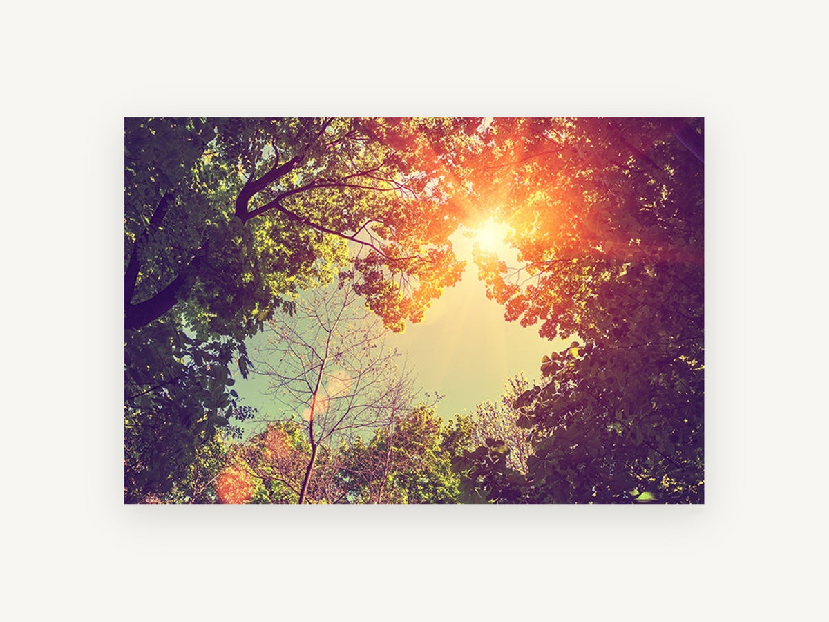 Sunburst Through Canopy, sunlit tree canopy looking up photograph, landscape canvas wall art print, front view