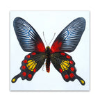 MACY-075