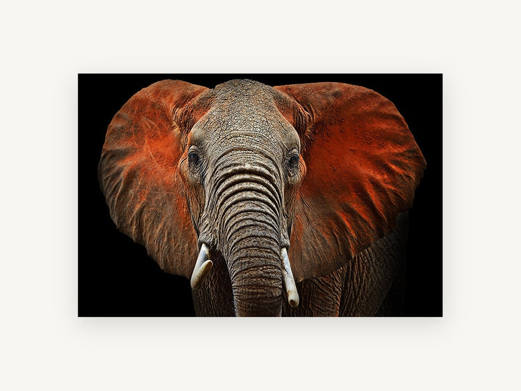 Red Dust Elephant, red dust elephant portrait photograph, animal canvas wall art print, front view