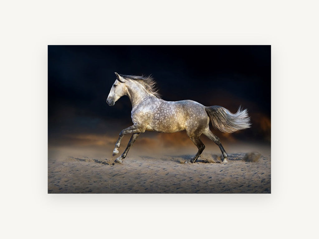 Dapple Grey Gallop, dapple grey horse galloping photograph, animal canvas wall art print, front view