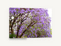 Jacaranda Canopy Bloom, purple jacaranda tree photography, floral canvas wall art print ready to hang