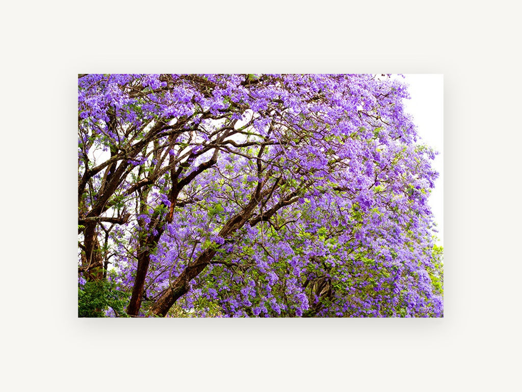 Jacaranda Canopy Bloom, floral canvas wall art print, front view